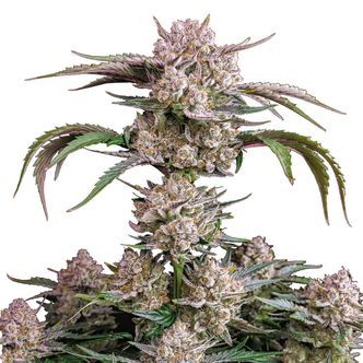 Strawberry Gorilla Samonakv&eacute;tac&iacute; (FastBuds) feminizovan&aacute;