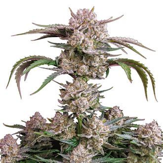 Strawberry Gorilla Samonakv&eacute;tac&iacute; (FastBuds) feminizovan&aacute;