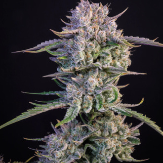 Strawberry Gorilla Samonakvétací (FastBuds) feminizovaná