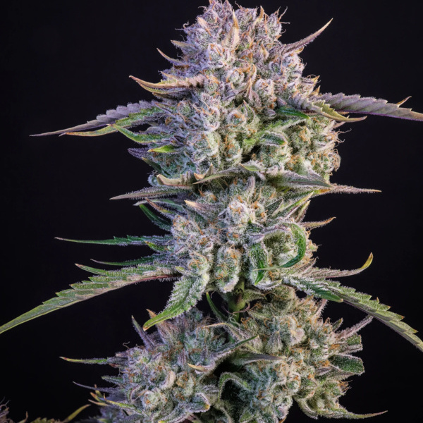 Strawberry Gorilla Samonakvétací (FastBuds) feminizovaná