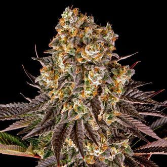 Gelato 45 (Barney's Farm) feminizovan&aacute;