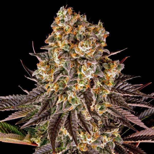 Gelato 45 (Barney's Farm) feminizovaná