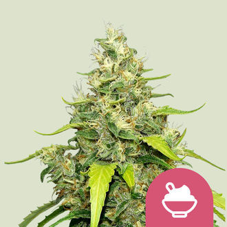 Blue Gelato (Royal Queen Seeds) feminizovan&aacute;