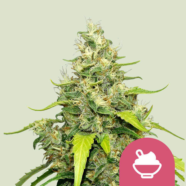Blue Gelato (Royal Queen Seeds) feminizovaná