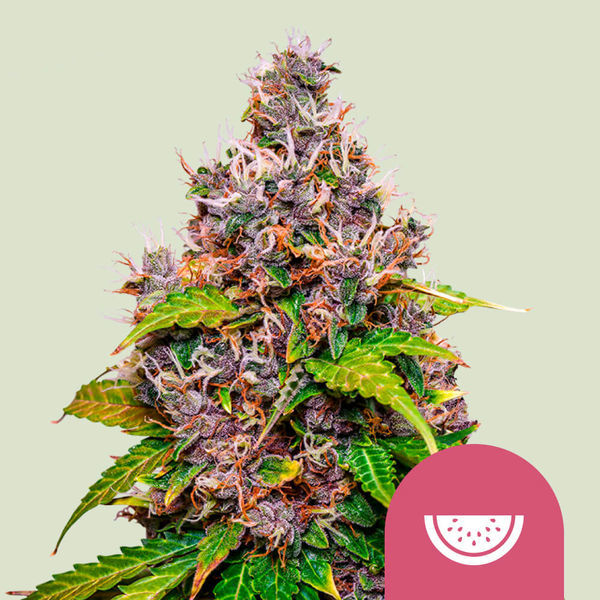 Watermelon (Royal Queen Seeds) feminizovaná