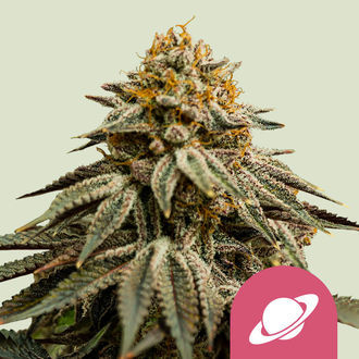Royal Skywalker (Royal Queen Seeds) feminizovan&aacute;