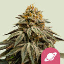 Royal Skywalker (Royal Queen Seeds) feminizovaná