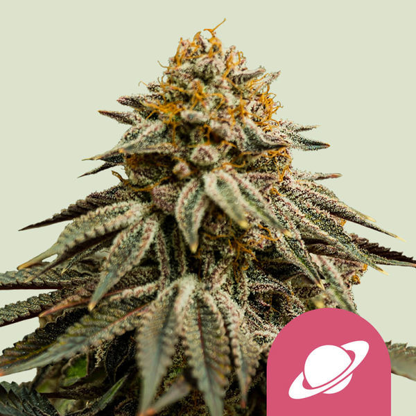 Royal Skywalker (Royal Queen Seeds) feminizovaná