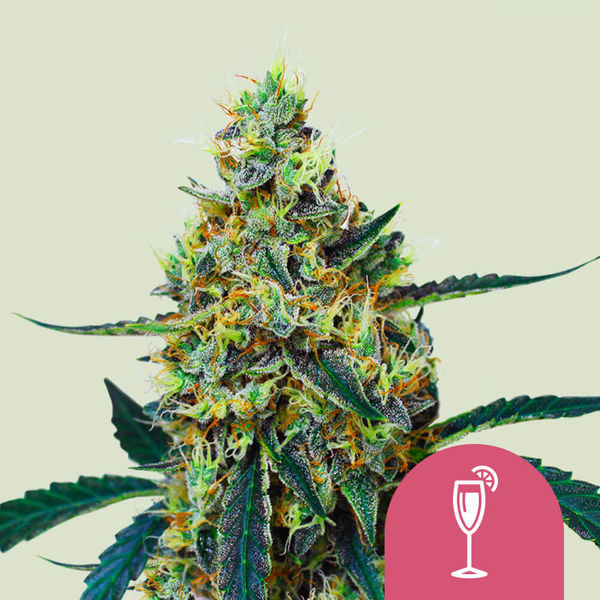 Mimosa (Royal Queen Seeds) feminizovaná