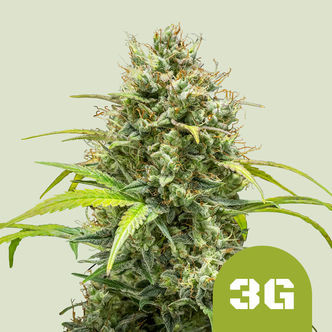 Triple G Samonakv&eacute;tac&iacute; (Royal Queen Seeds) Feminizovan&aacute;