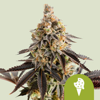 Cookies Gelato Samonakv&eacute;tac&iacute; (Royal Queen Seeds) Feminizovan&aacute;