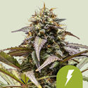 North Thunderfuck Samonakvétací (Royal Queen Seeds) Feminizovaná
