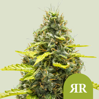 Royal Runtz Samonakv&eacute;tac&iacute; (Royal Queen Seeds) feminizovan&aacute;