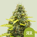 Royal Runtz Samonakvétací (Royal Queen Seeds) feminizovaná