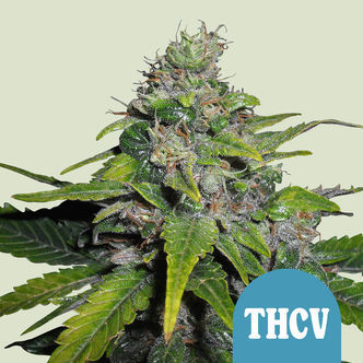 Royal THCV (Royal Queen Seeds) feminizovan&aacute;