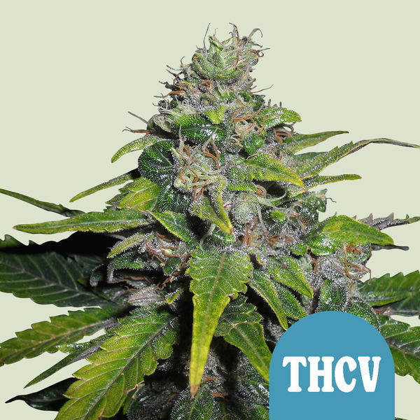 Royal THCV (Royal Queen Seeds) feminizovaná