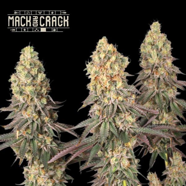 Mack & Crack (Seedstockers)