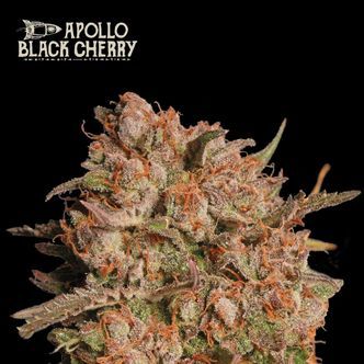 Apollo Black Cherry Auto (Seedstockers) feminizovan&aacute;