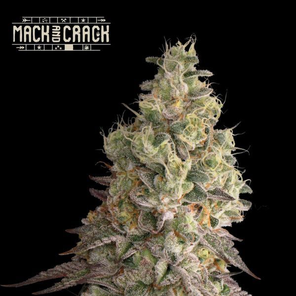 Mack and Crack Samonakvétací (Seedstockers)