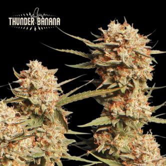 Thunder Banana Samonakv&eacute;tac&iacute; (Seedstockers) feminizovan&aacute;
