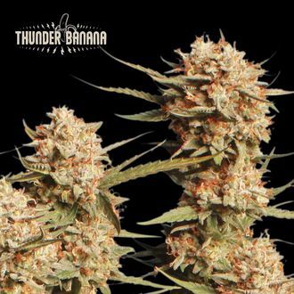 Thunder Banana Samonakv&eacute;tac&iacute; (Seedstockers) feminizovan&aacute;