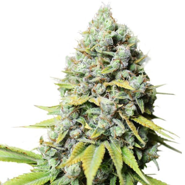 Kosher Haze (Super Sativa Seed Club) feminizovaná