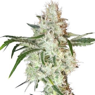 Lemon OG (Super Sativa Seed Club) feminizovan&aacute;