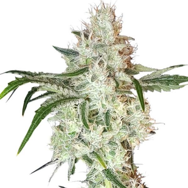Lemon OG (Super Sativa Seed Club) feminizovaná