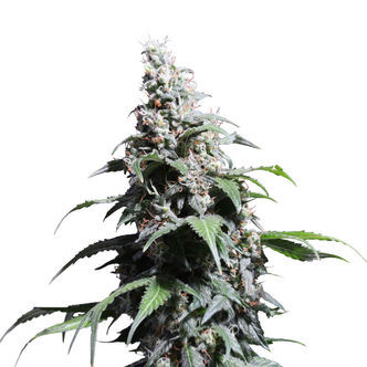 Pineapple Poison (Super Sativa Seed Club) feminizovan&aacute;