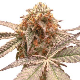 Purple OG Punch (Super Sativa Seed Club) feminizovan&aacute;