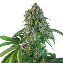 Karel's Herer Haze (Super Sativa Seed Club) regulérní