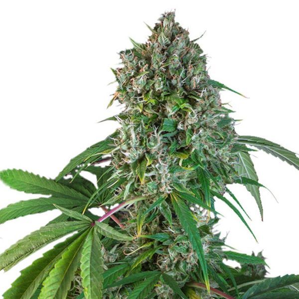 Karel's Herer Haze (Super Sativa Seed Club) regulérní