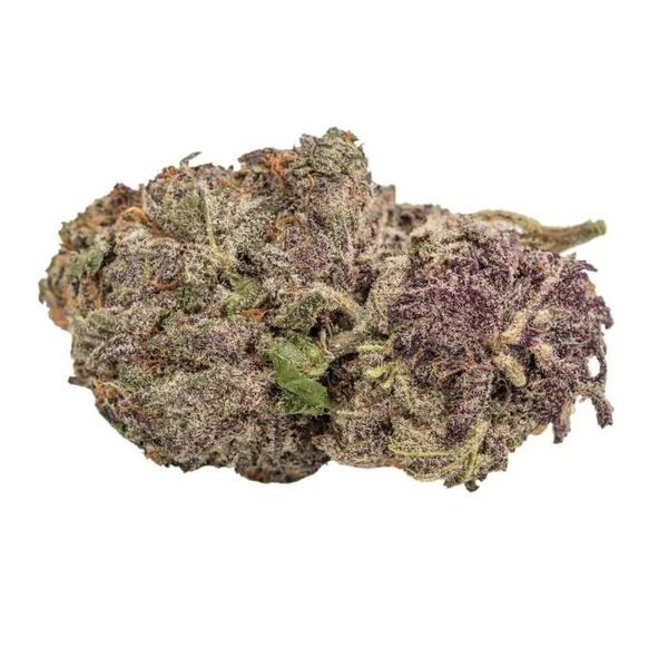 Ultra Violet GMO (Growers Choice) feminizovaná