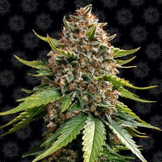 White Widow XXL Samonakv&eacute;tac&iacute; (Barney's Farm) feminizovan&aacute;