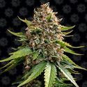 White Widow XXL Samonakvétací (Barney's Farm) feminizovaná