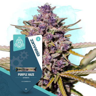 Purple Haze Samonakv&eacute;tac&iacute; (Zamnesia Seeds) feminizovan&aacute;