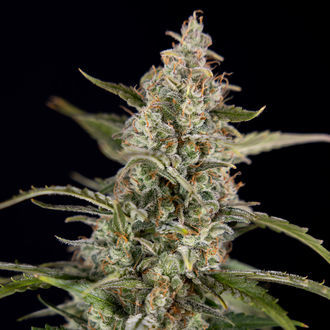 Purple Haze Samonakvétací (Zamnesia Seeds) feminizovaná