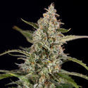 Purple Haze Samonakvétací (Zamnesia Seeds) feminizovaná