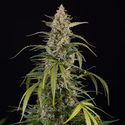 Purple Haze Samonakvétací (Zamnesia Seeds) feminizovaná