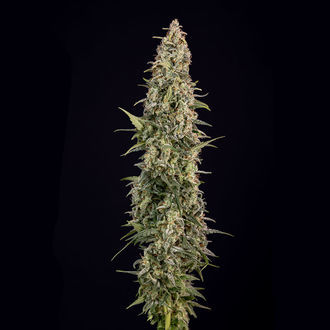 Purple Haze Samonakvétací (Zamnesia Seeds) feminizovaná