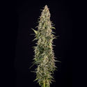 Purple Haze Samonakvétací (Zamnesia Seeds) feminizovaná