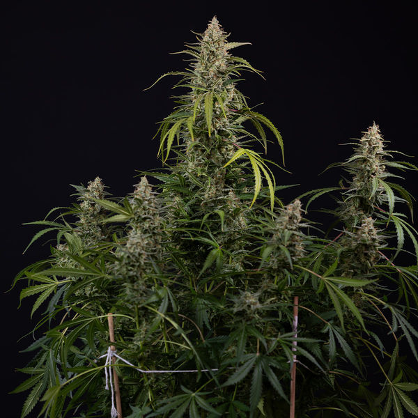 Purple Haze Samonakvétací (Zamnesia Seeds) feminizovaná