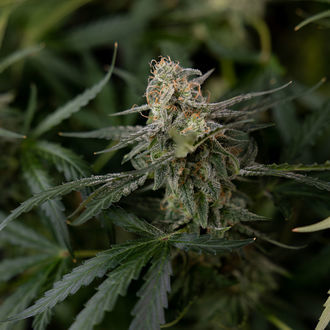 Purple Haze Samonakvétací (Zamnesia Seeds) feminizovaná