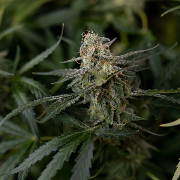 Purple Haze Samonakvétací (Zamnesia Seeds) feminizovaná