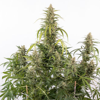Purple Haze Samonakvétací (Zamnesia Seeds) feminizovaná