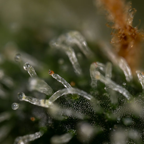 Purple Haze Samonakvétací (Zamnesia Seeds) feminizovaná