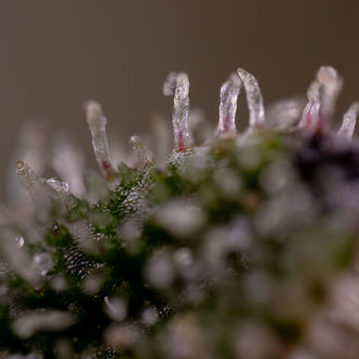 Purple Haze Samonakvétací (Zamnesia Seeds) feminizovaná