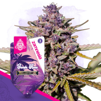 Purple Haze Samonakv&eacute;tac&iacute; (Zamnesia Seeds) feminizovan&aacute;