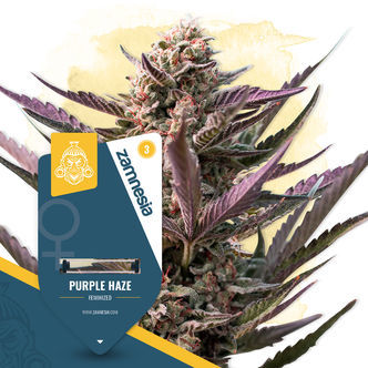 Purple Haze (Zamnesia Seeds) feminizovan&aacute;