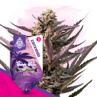 Purple Haze (Zamnesia Seeds) feminizovan&aacute;